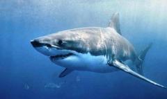 Ambientalistas de Costa Rica lanzan petición para salvar tiburones