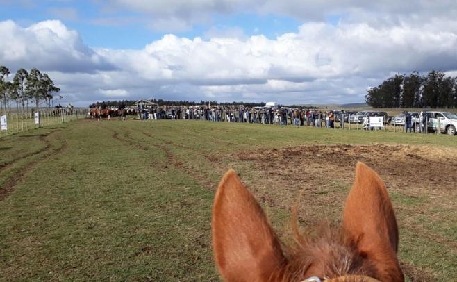 "Las Espuelitas" en campo natural y la productividad del Hereford, el objetivo ha sido siempre "una ganadería eficiente"