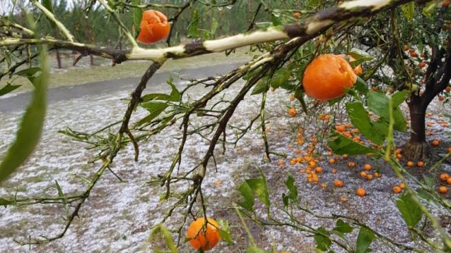 Estamos en crisis en el sector agropecuario, no hay que ningunear la realidad