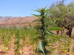 El cannabis destruye el ecosistema vital del Rif marroquí