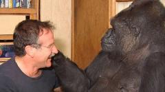 La gorila inteligente Koko muere a la edad de 46 años en EEUU