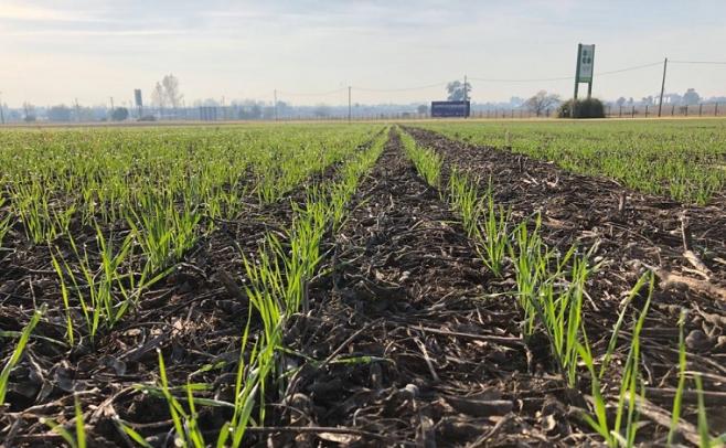 Trigo: El área podría aumentar un 10% en la actual campaña