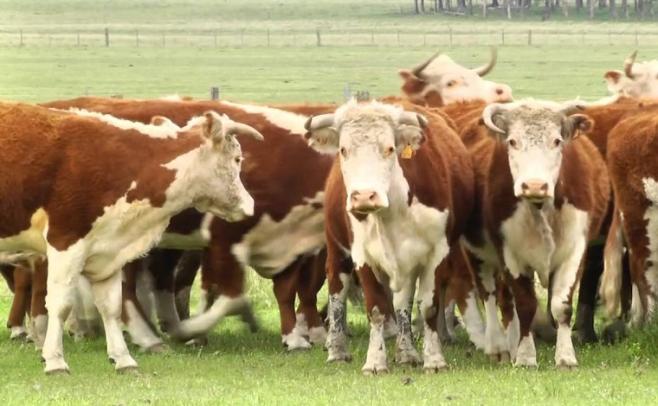 En la Rural de Dolores, Pagés Mañay colocó el 100% de la oferta