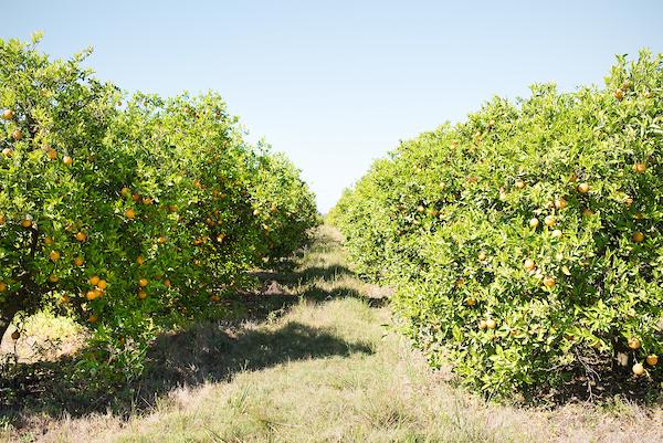 Exportaciones alcanzaron las 30.000 toneladas de cítricos en 2018