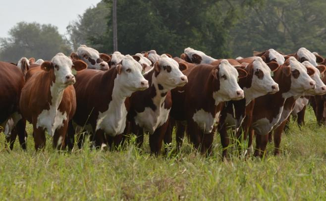 Haciendas: los precios se mantienen para el novillo y la vaca, pero los especiales se destacan