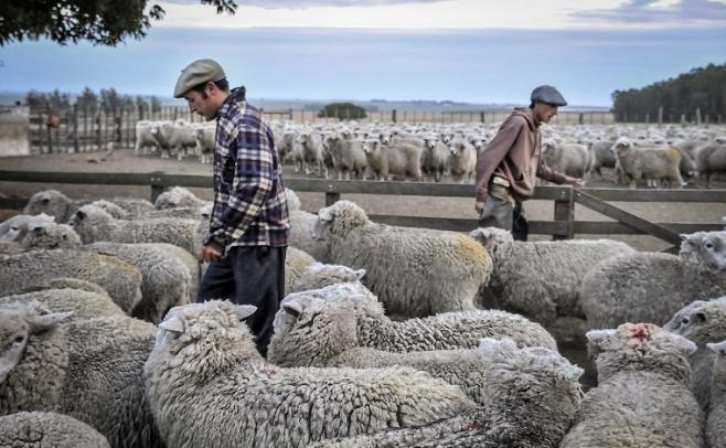 "¿Cómo hacer de sus ovinos un buen negocio?"