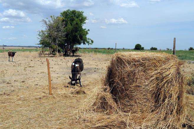 MGAP: pérdidas por sequía alcanzan los 546 millones de dólares