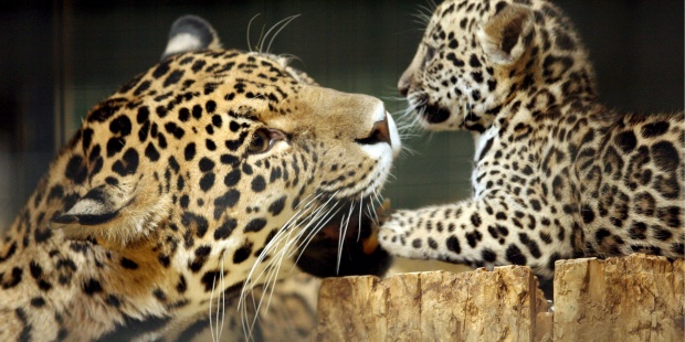 Nuevas esperanzas para el jaguar