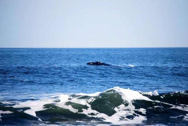 Rocha celebra la llegada de las ballenas con innovador concurso