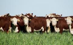 Sinergia: ganadería y agricultura "hacen un buen negocio"