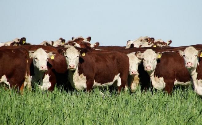 Sinergia: ganadería y agricultura "hacen un buen negocio"