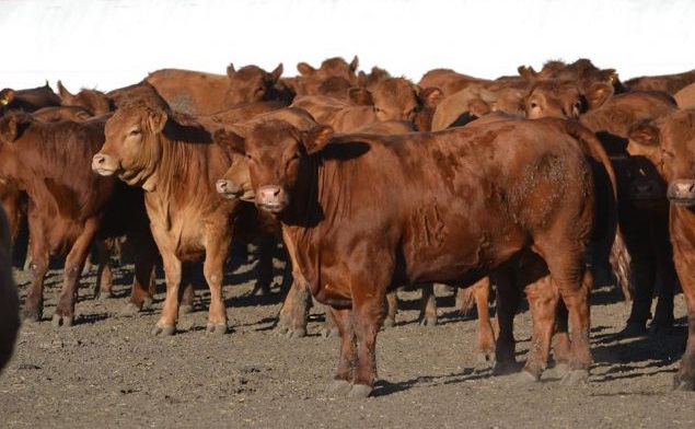 Limangus: Equilibrio, conversión, y "lo justo en carne"