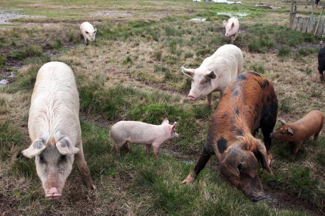 MSP: hepatitis E se transmite por consumir agua contaminada o consumir carnes crudas