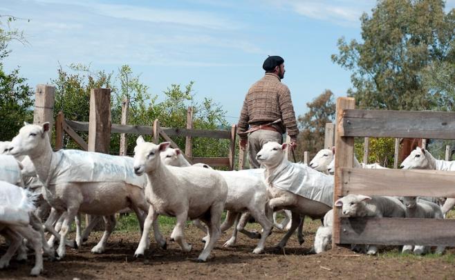 Zafra ovina: Es clave agregarle valor a la producción