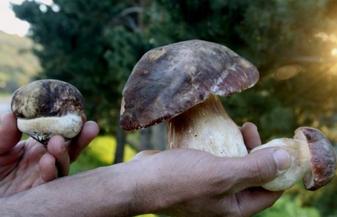 Encuentro suramericano sobre reino Fungi llega por primera vez a Uruguay