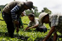 Campesinos víctimas de violencia trazan plan para futuro en paz