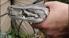 Udelar estudiará serpiente protegida encontrada en Carrasco