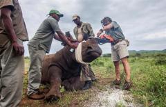 Descornar a los rinocerontes africanos para salvarlos de los furtivos
