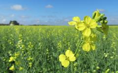 La Brassica Carinata gana espacio en las empresas agrícolas con altos niveles de rentabilidad