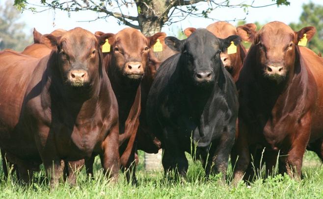 La próxima zafra de toros será "selectiva, pero fluida"