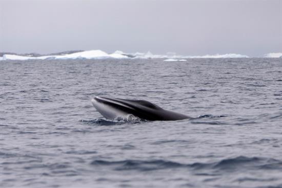 Países que defienden y se oponen a la caza de ballenas miden fuerza en Brasil