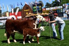 Feria internacional llena a Montevideo de ganadería, gastronomía y música