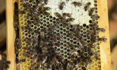 Demanda global de miel crece pero faltan abejas