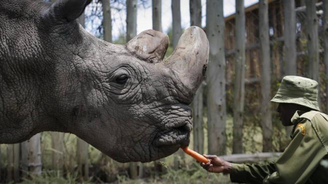 Uganda: rinocerontes con guardaespaldas
