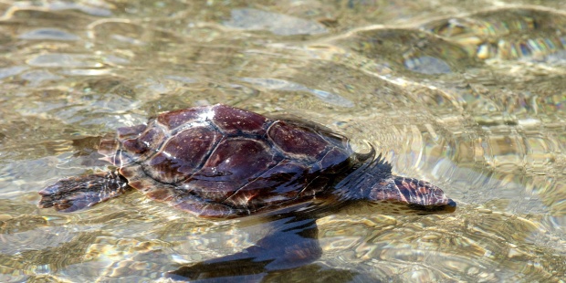 Población de tortugas marinas puede bajar por cambio climático,dicen expertos