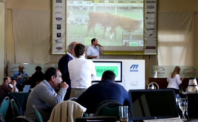 Con alta colocación, los terneros en Lote 21 hicieron un promedio de 1,92 dólares