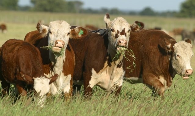 Para lograr mejores resultados con el campo natural, es importante la gestión del pasto