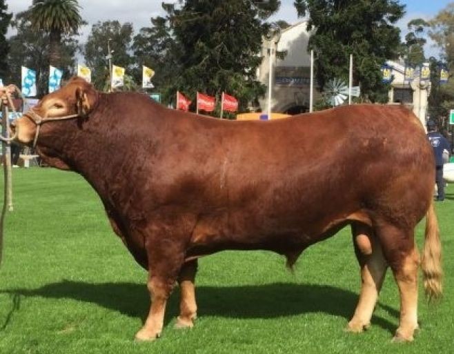 Limousin: "Viejo Pancho" se destaca en la zafra