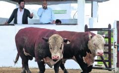 Zafra: oferta calificada, competitiva, "pero los toros se venderán"