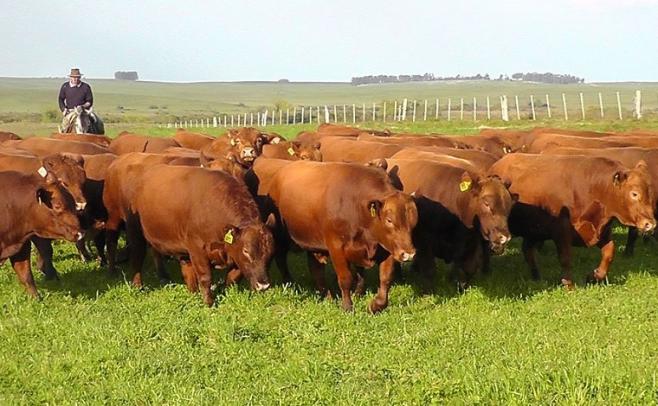 San Valentín: "alta conversión pasto en carne"