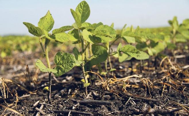 Para el director de 3Agro, estamos ante una zafra de soja con números ajustados, pero el clima "viene acompañando"