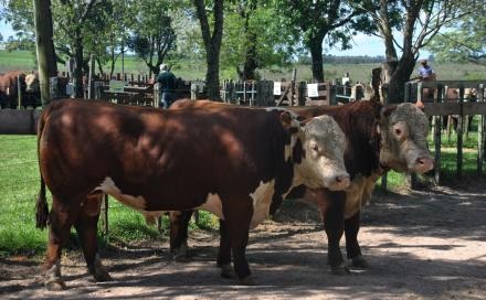 Santa Clara: Polled Hereford y Angus se venden el 3/10 en Durazno