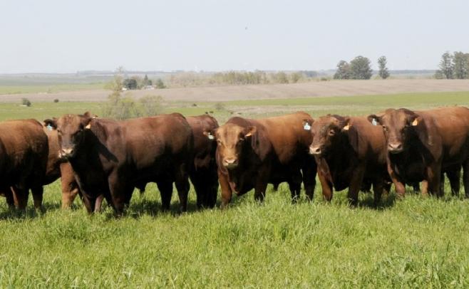 Santa Clara: Polled Hereford y Angus se venden el 3/10 en Durazno