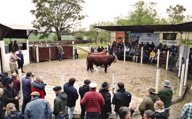 Dutra: "esperamos una mayor venta de toros"