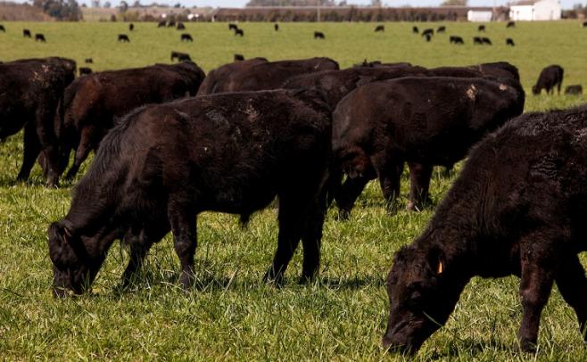 "Uruguay, productor de carne de calidad"