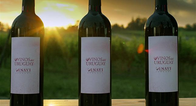 Vino uruguayo, "el más europeo de América" según editor de la Guía Peñín