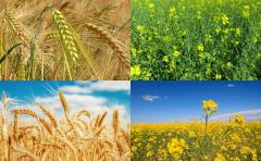 Invierno y Verano: La agricultura apunta a la diversificación para mejorar los indicadores productivos