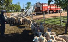 Productores de Florida concretaron exportación de carne ovina con hueso a EEUU