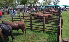 Este sábado, "La Empastada" ofrece sus toros criados 100% a pasto
