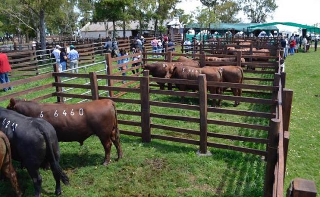 Este sábado, "La Empastada" ofrece sus toros criados 100% a pasto