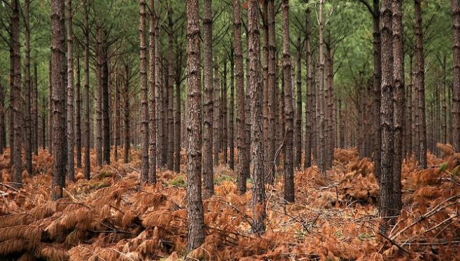 Las exportaciones del sector forestal en lo que va del año aumentaron un 16,7%, siendo la celulosa el principal producto exportable