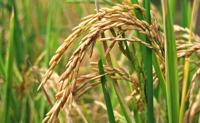 Situación del arroz en Uruguay