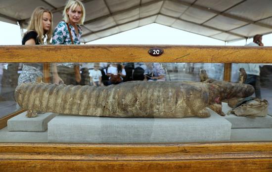 Egipto anuncia descubrimiento de decenas de momias de animales y estatuas