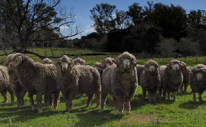 En la línea de la rentabilidad, CRILU presentará resultados de la producción de lanas ultrafinas