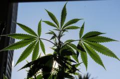 Abren llamado para nuevos productores y distribuidores de cannabis