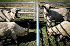 México manifestó interés en abrir el mercado para que ingrese carne ovina uruguaya